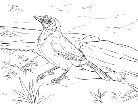 Realistic Green Jay Coloring Page